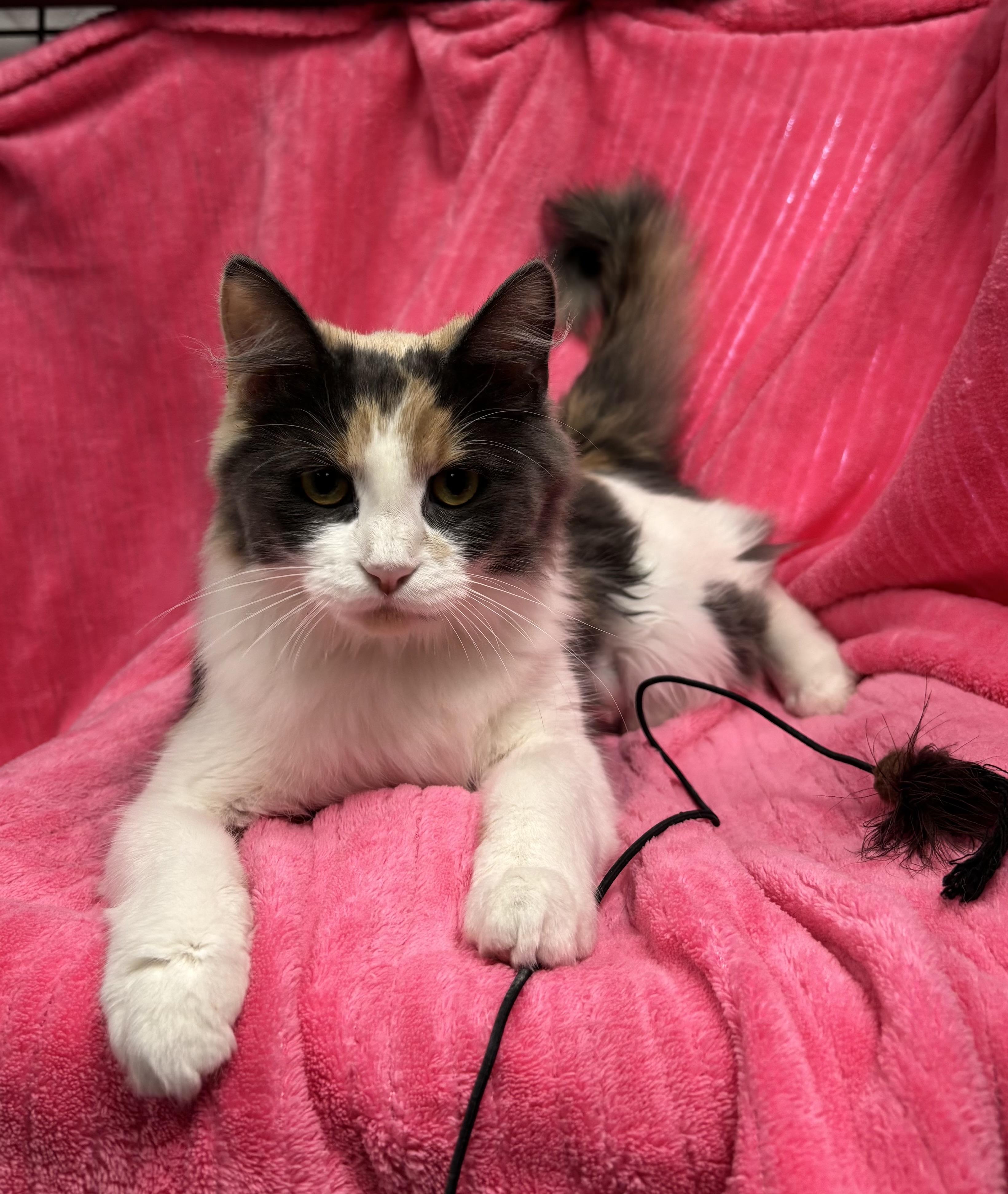 Ridge, Adoptable, Adult Female Domestic Long Hair.