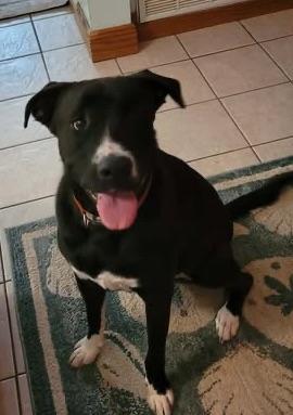 Shadow, Adoptable, Young Male American Bully.