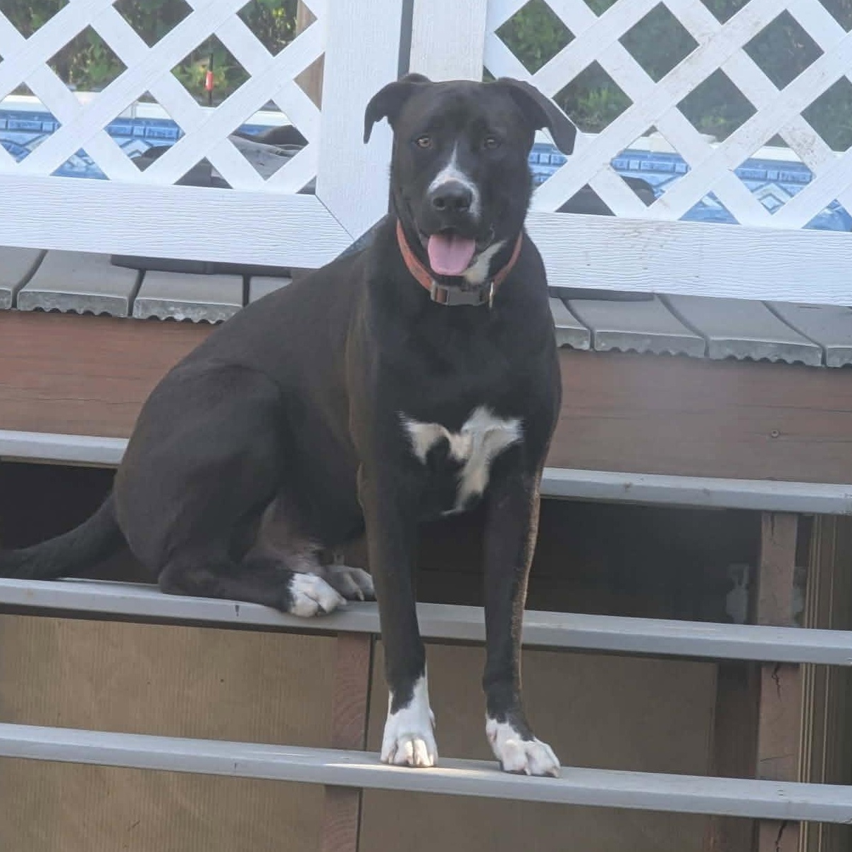 Enlarge Shadow, a Adoptable mixed breed in Mt Laurel Township, NJ image 1/5