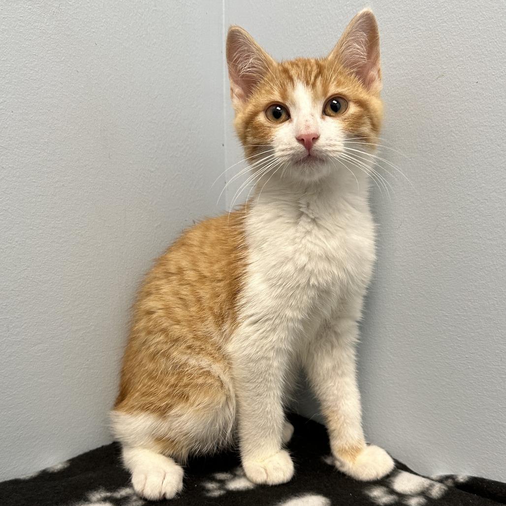 Enlarge Jack o lantern, a Adoptable Domestic Short Hair in Winchester, TN image 1/1