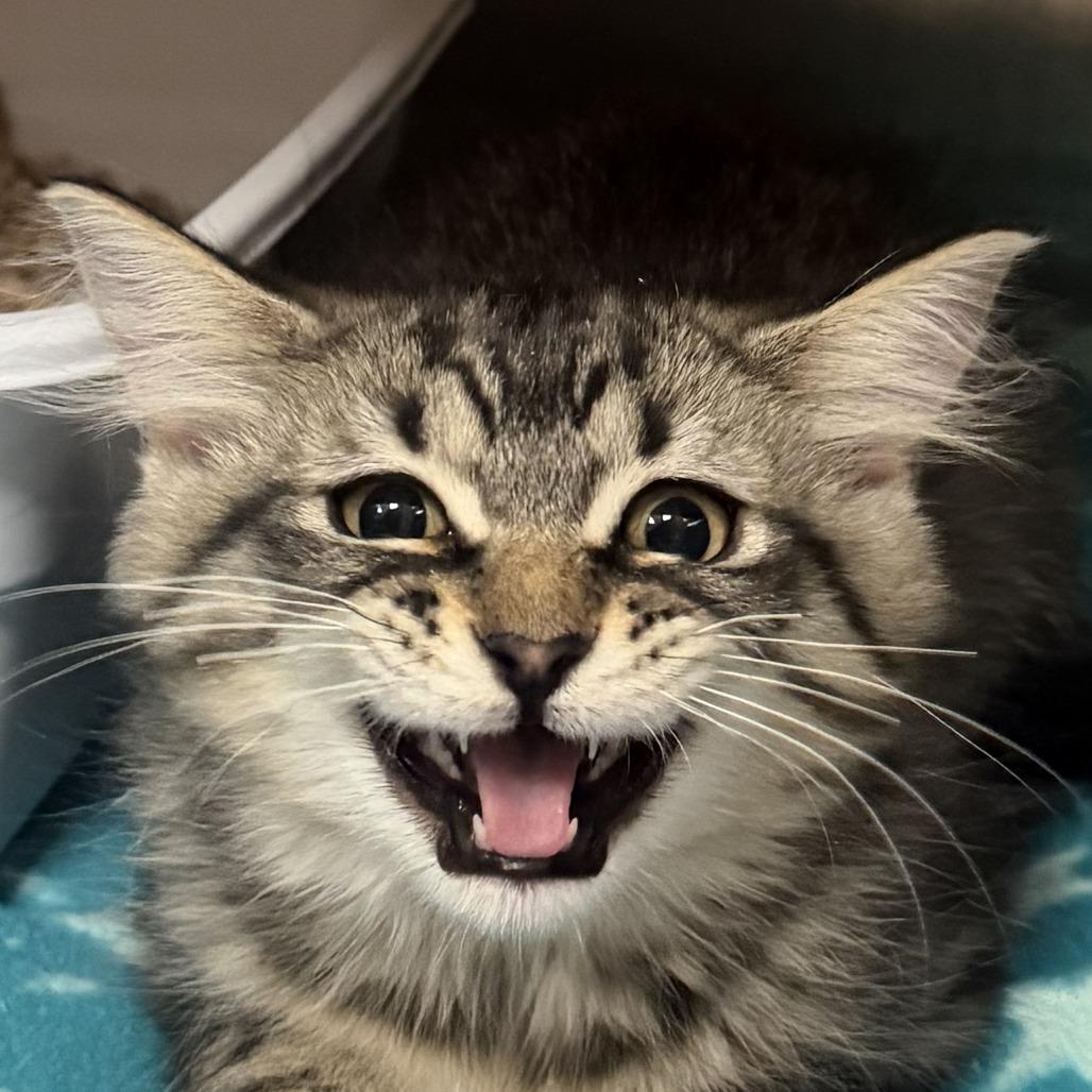 Tinsel, Adoptable, Kitten Male Domestic Long Hair.
