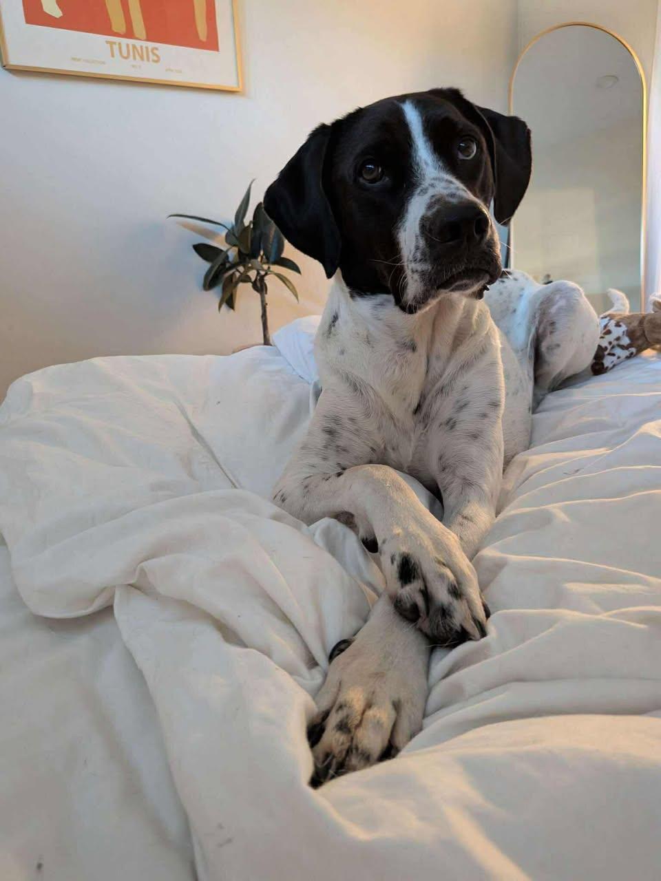 Carver, Adopted, Adult Male Pointer.