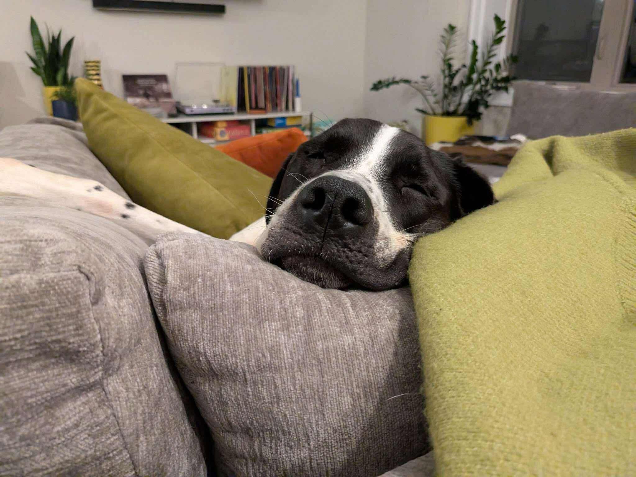 Enlarge Carver, a Adopted mixed breed in Torrington, CT image 2/6