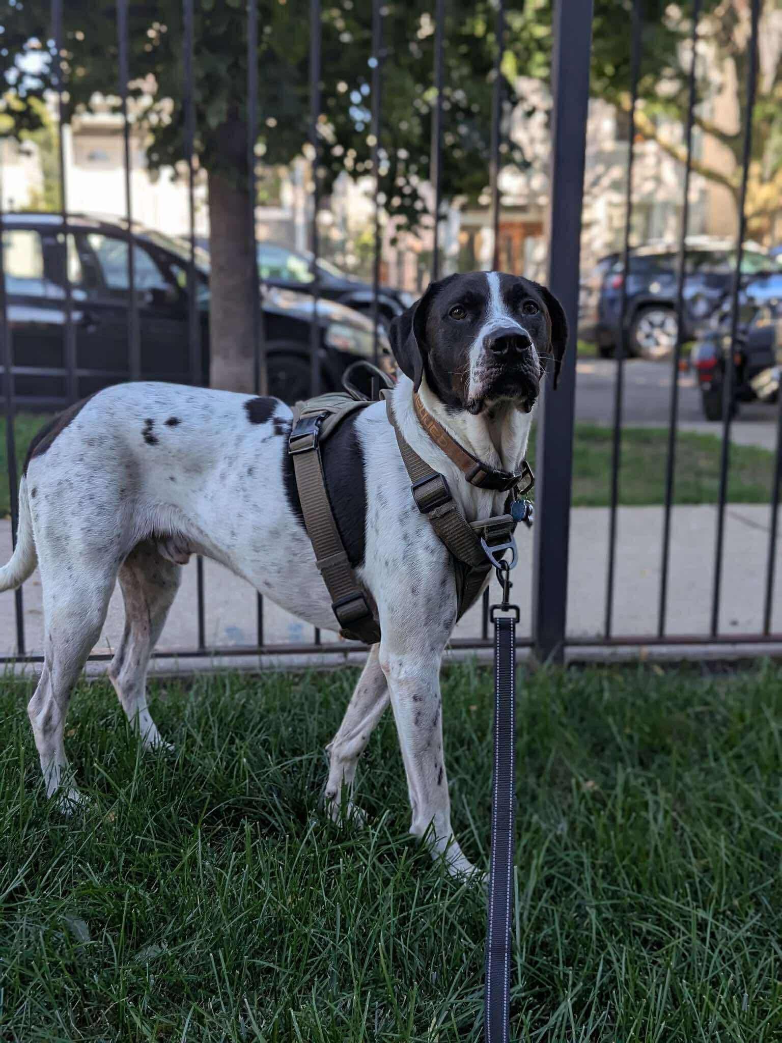 Enlarge Carver, a Adopted mixed breed in Torrington, CT image 3/6