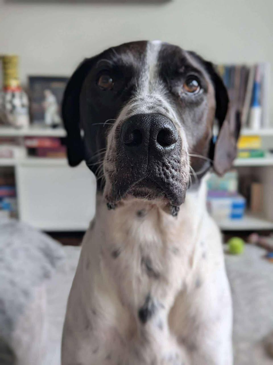 Enlarge Carver, a Adopted mixed breed in Torrington, CT image 4/6