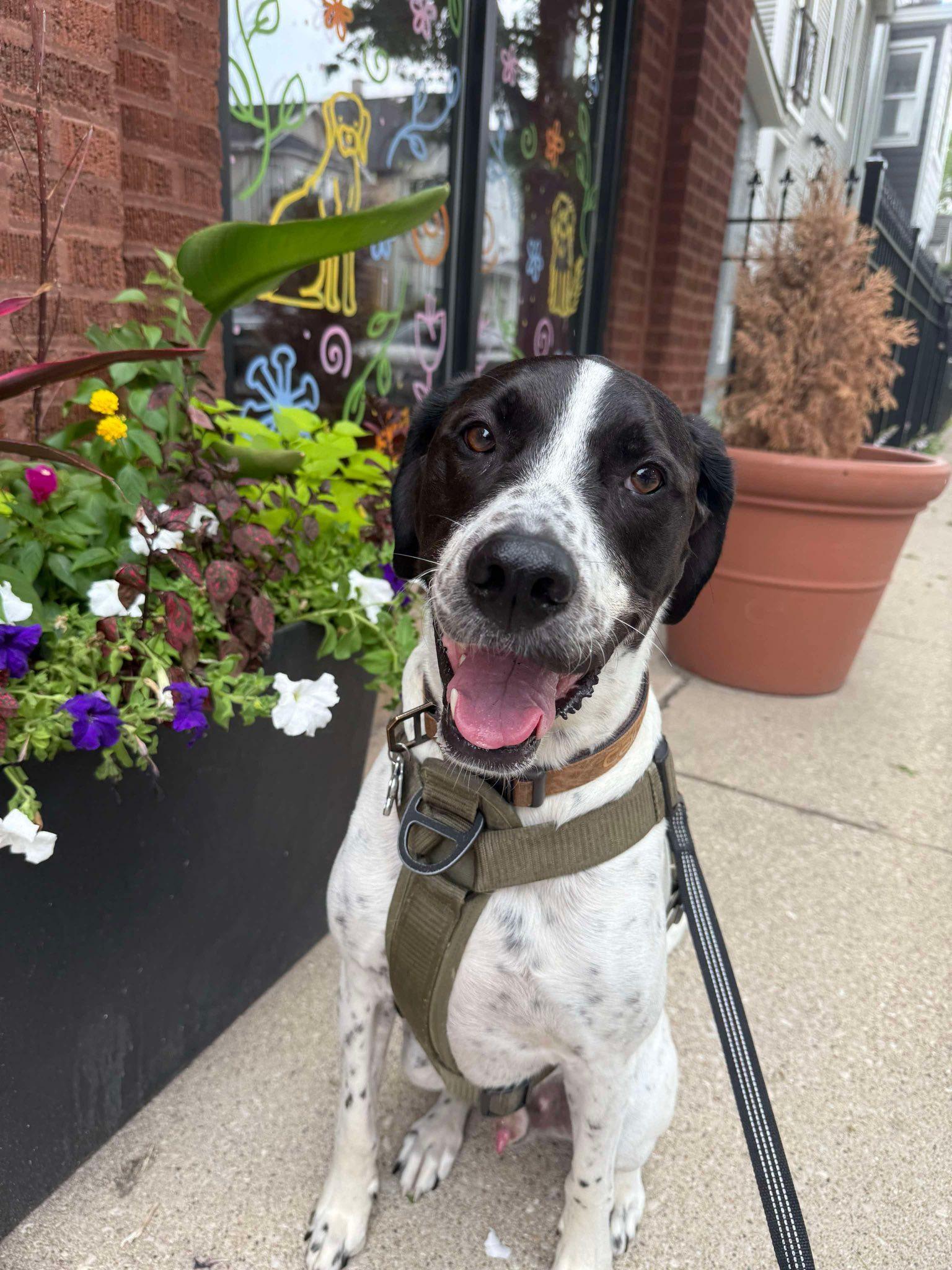 Enlarge Carver, a Adopted mixed breed in Torrington, CT image 5/6