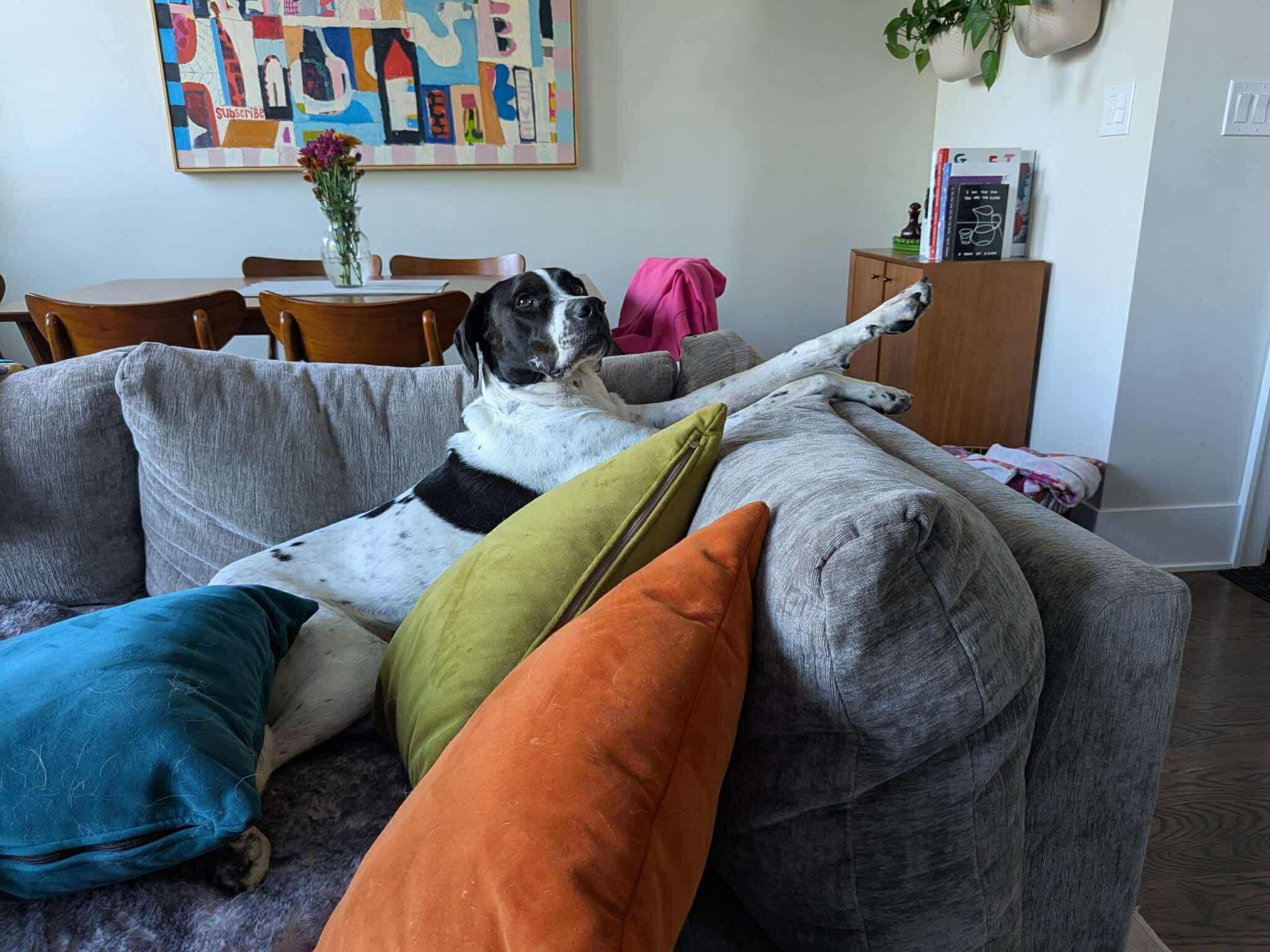 Enlarge Carver, a Adopted mixed breed in Torrington, CT image 6/6