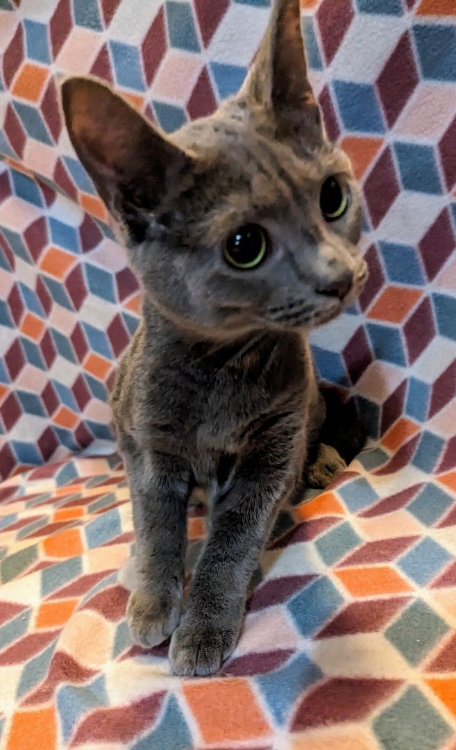 Buffy, Adopted, Kitten Female Domestic Short Hair.