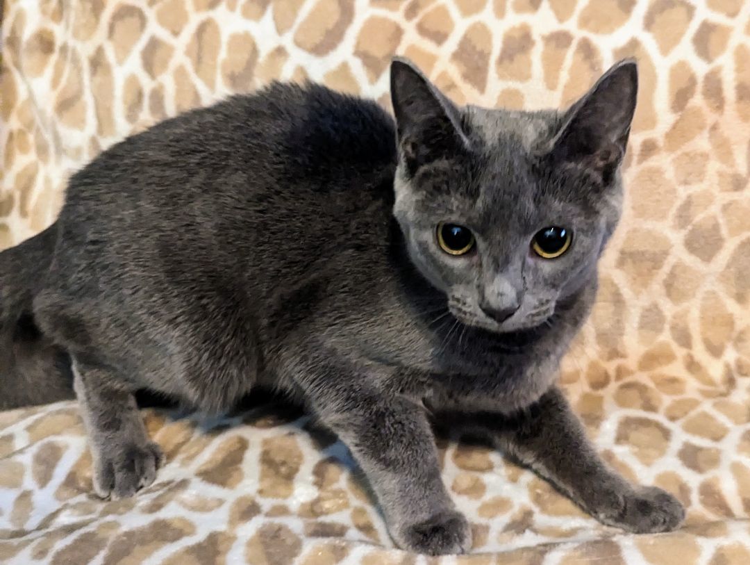 Buffy, a Adopted Domestic Short Hair in Spotsylvania, VA image 2/6