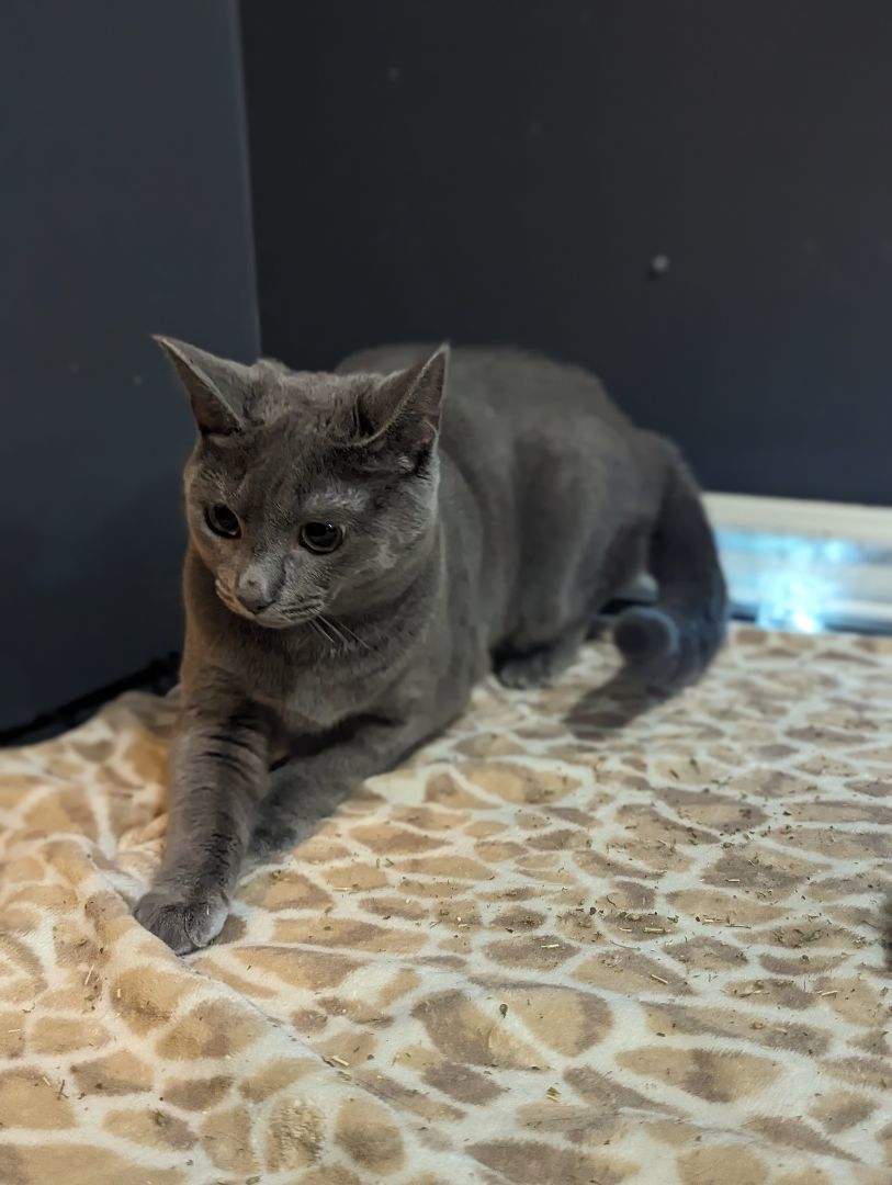 Buffy, a Adopted Domestic Short Hair in Spotsylvania, VA image 3/6