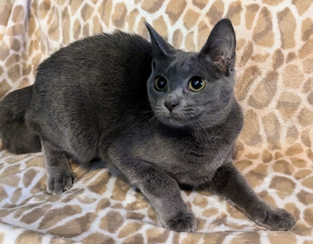 Buffy, a Adopted Domestic Short Hair in Spotsylvania, VA image 4/6