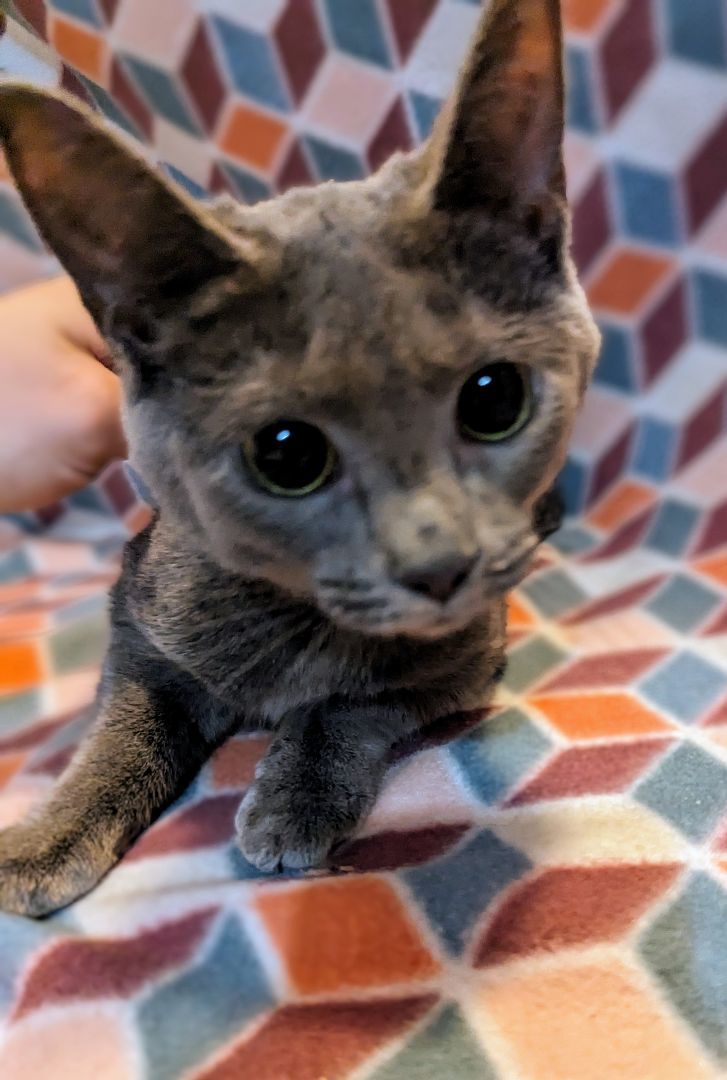 Buffy, a Adopted Domestic Short Hair in Spotsylvania, VA image 5/6