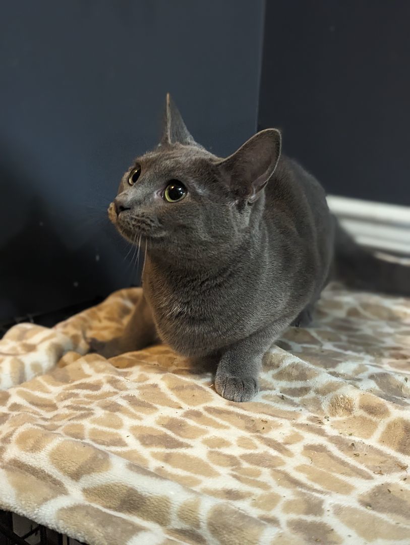 Buffy, a Adopted Domestic Short Hair in Spotsylvania, VA image 6/6