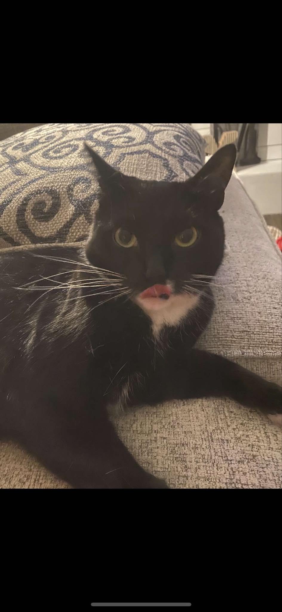 Simon, a ADOPTABLE Tuxedo in Massillon, OH image 2/2