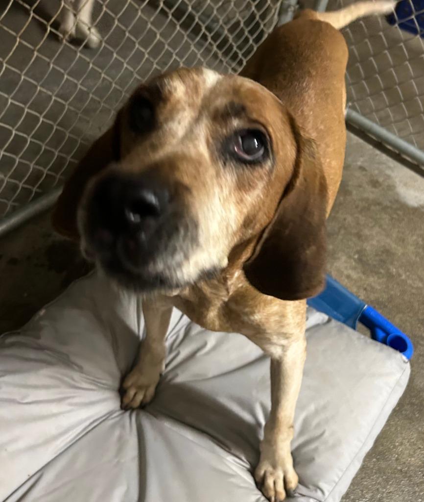 Enlarge DAVY, a Adoptable Coonhound in Elizabethton, TN image 1/2