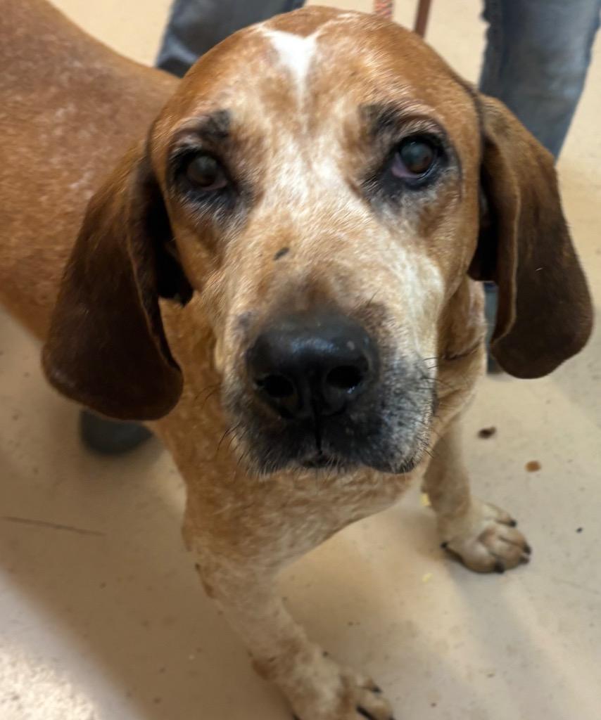 Enlarge DAVY, a Adoptable Coonhound in Elizabethton, TN image 2/2