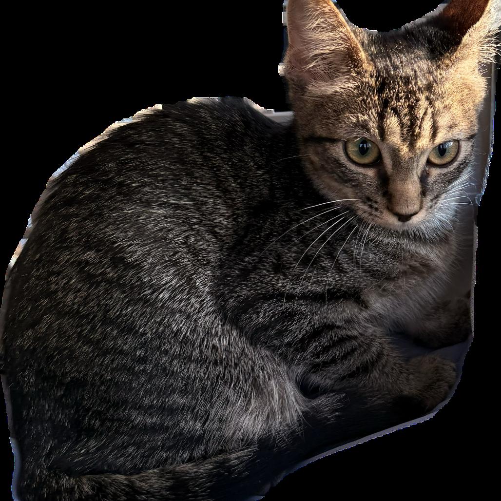 Green Bean, Adoptable, Kitten Female Domestic Short Hair.