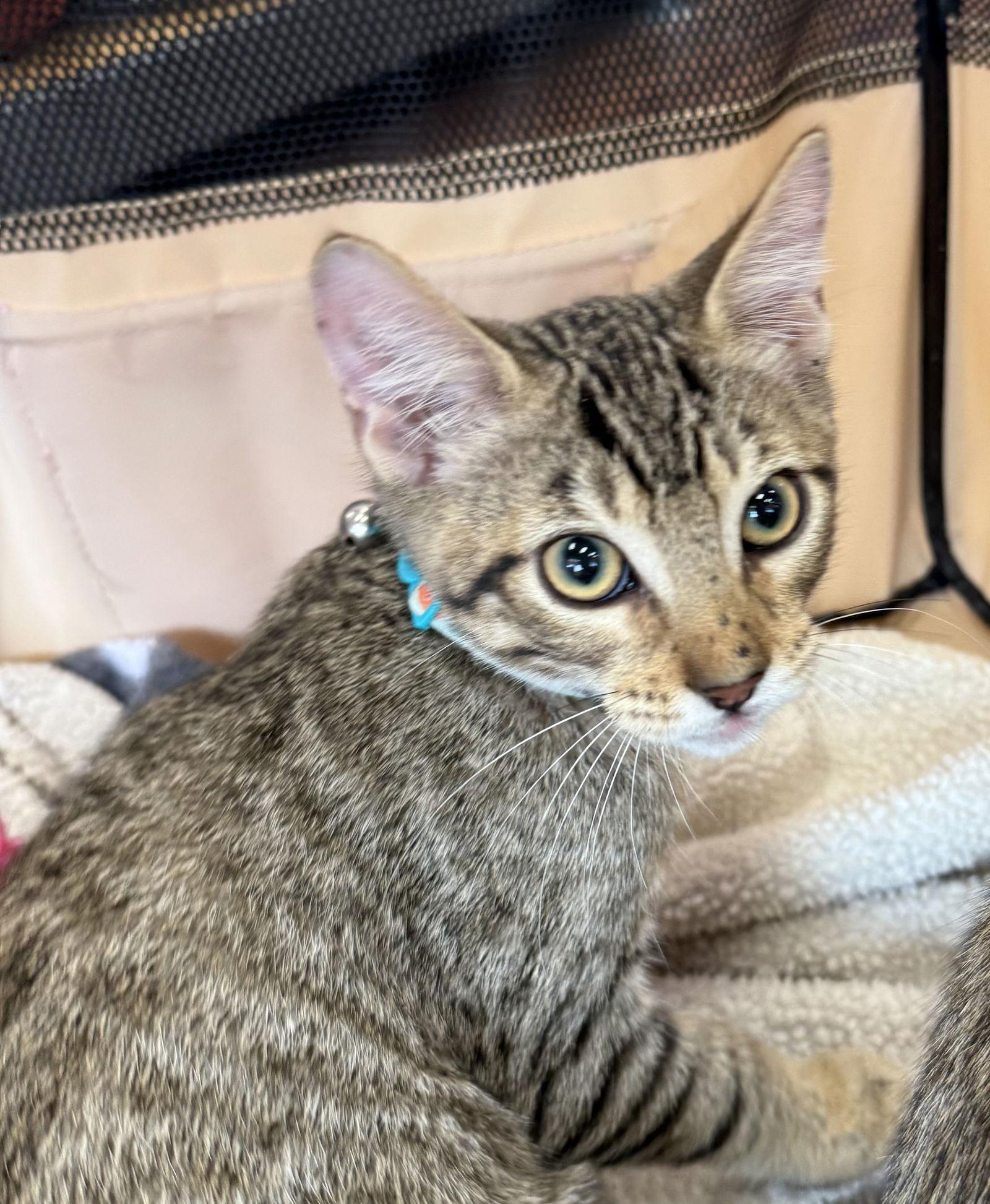 Enlarge Cheese, a Adopted Domestic Short Hair in Prosper, TX image 1/3