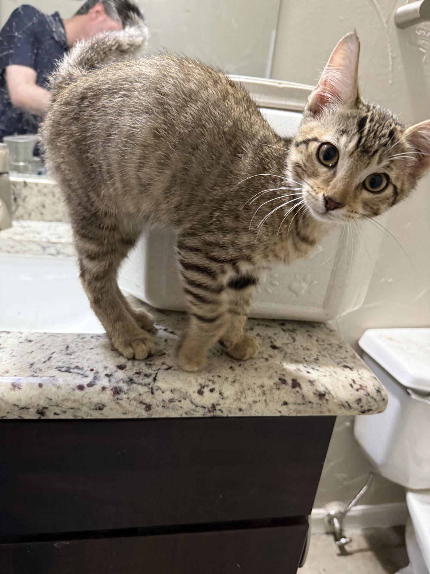 Enlarge Cheese, a Adopted Domestic Short Hair in Prosper, TX image 2/3