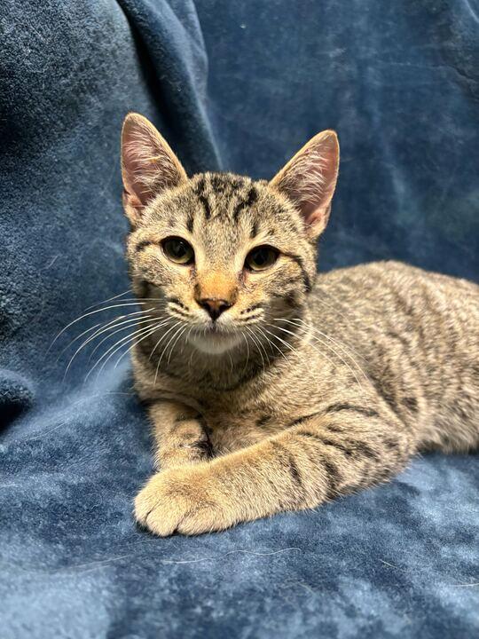 Enlarge Chaos, an adopted mixed breed in Jackson, MI image 2/5