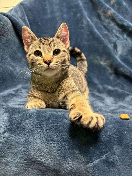 Enlarge Chaos, an adopted mixed breed in Jackson, MI image 1/5