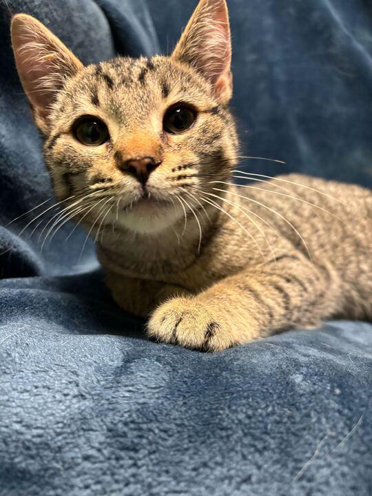 Enlarge Chaos, an adopted mixed breed in Jackson, MI image 4/5