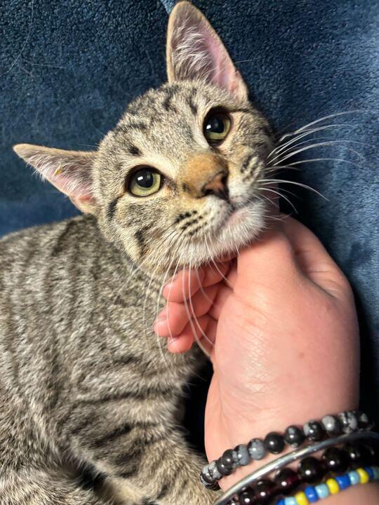 Enlarge Chaos, an adopted mixed breed in Jackson, MI image 5/5