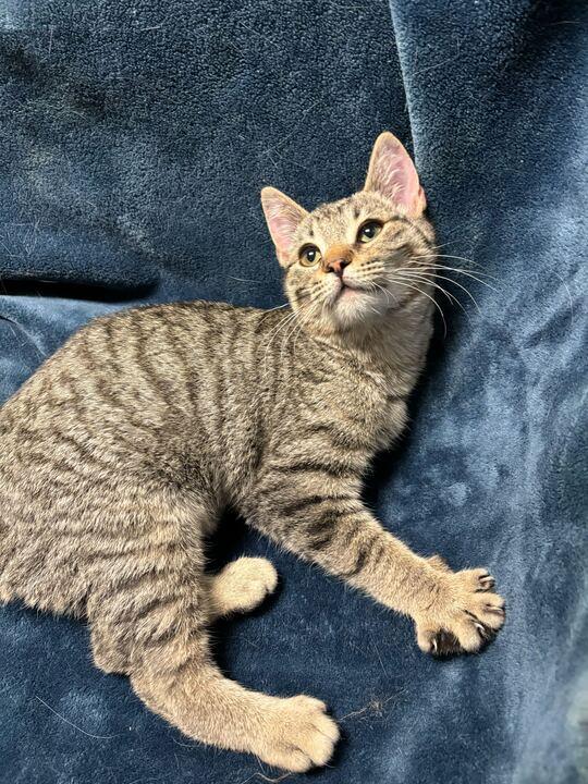 Enlarge Chaos, an adopted mixed breed in Jackson, MI image 3/5