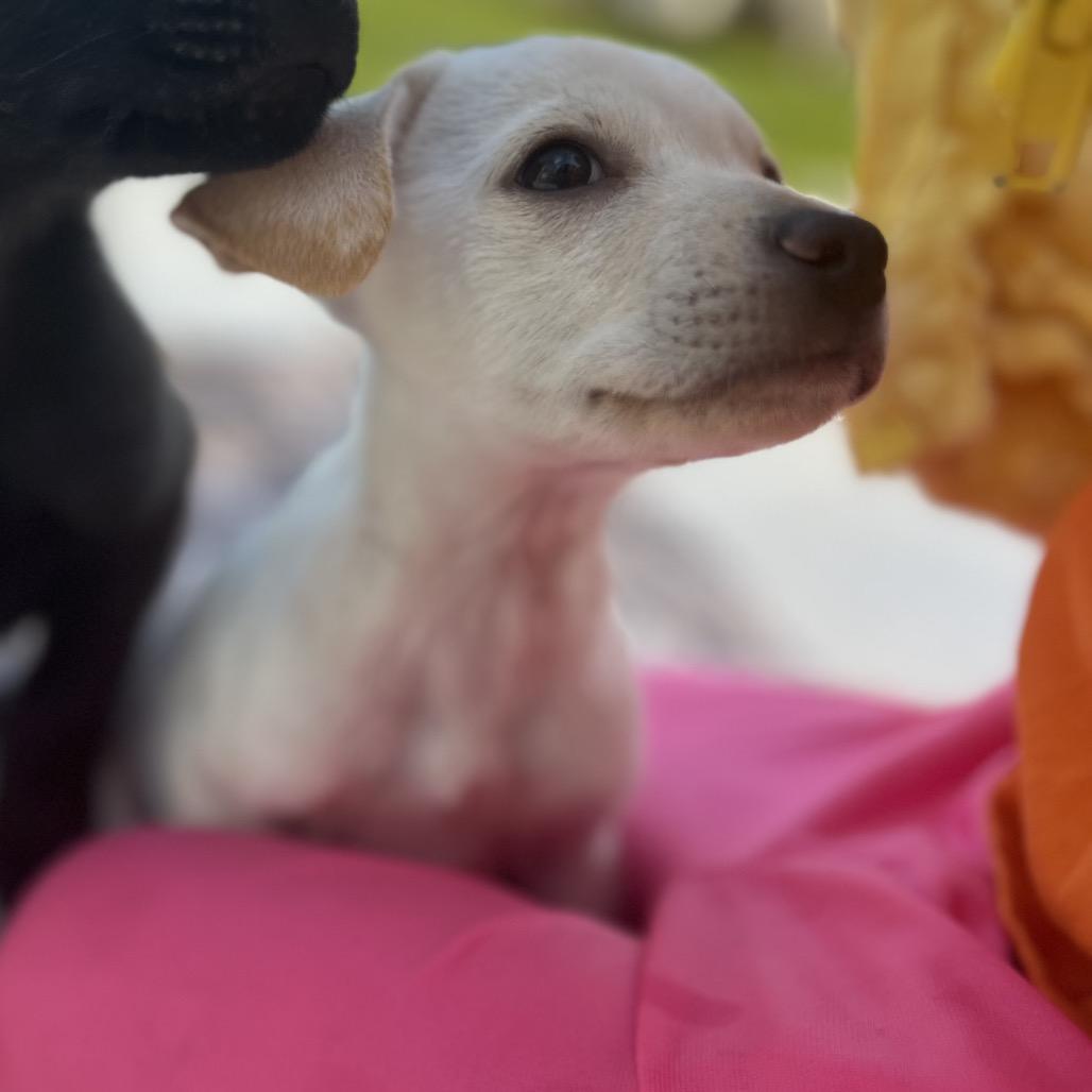 Sally, Adoptable, Puppy Female Mixed Breed & Terrier.