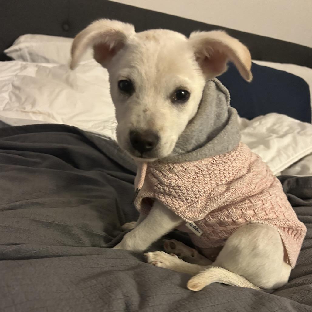 Enlarge Sally, a Adoptable mixed breed in Escondido, CA image 2/2