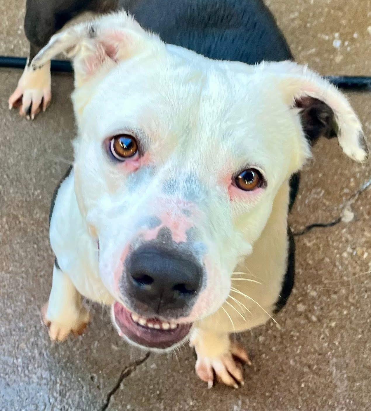 Domino J, a Adoptable mixed breed in Dallas, TX image 1/4