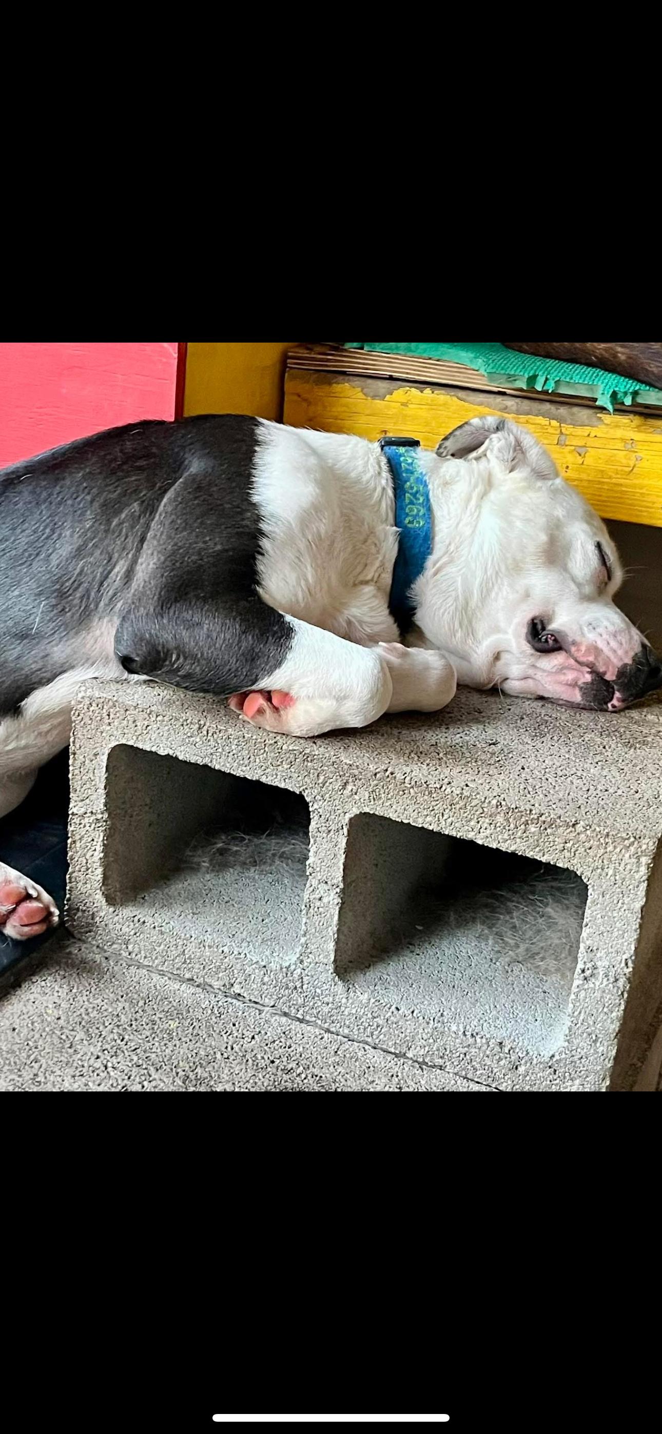 Domino J, a Adoptable mixed breed in Dallas, TX image 2/4