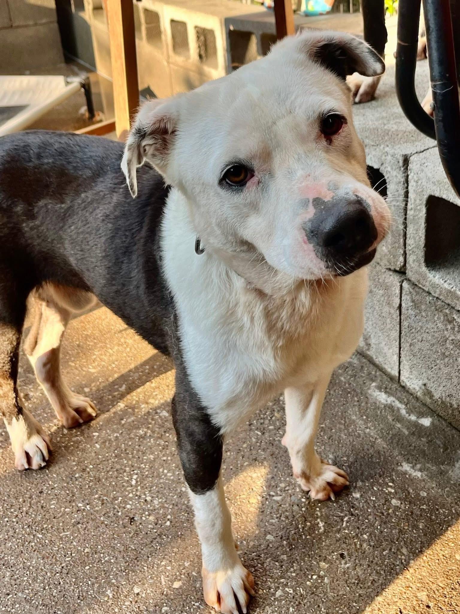 Domino J, a Adoptable mixed breed in Dallas, TX image 4/4