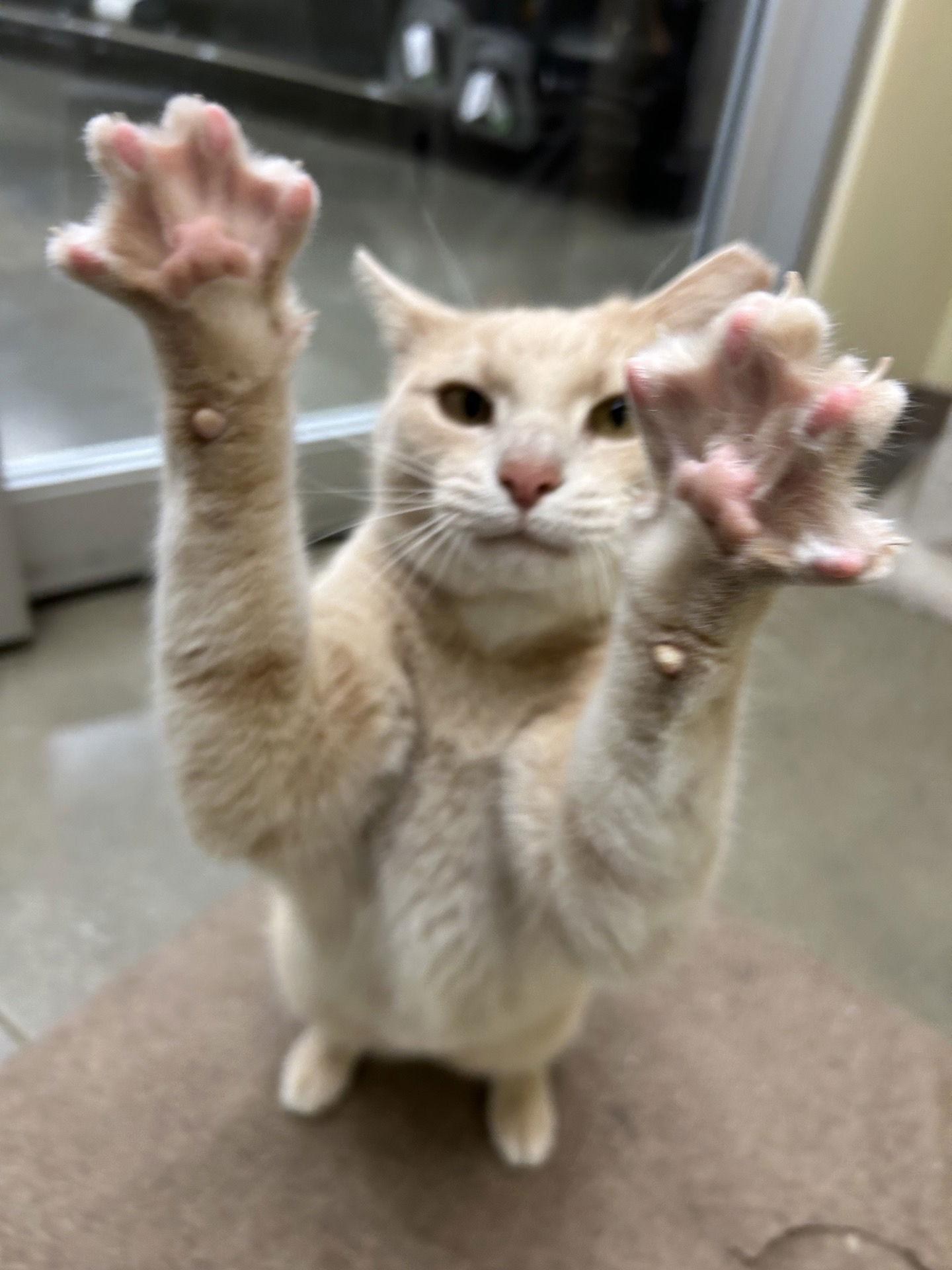 Enlarge Sunshine, a Adopted Domestic Short Hair in King George, VA image 1/3