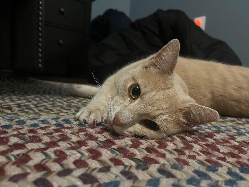 Enlarge Sunshine, a Adopted Domestic Short Hair in King George, VA image 2/3