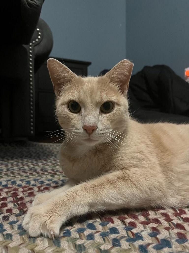 Enlarge Sunshine, a Adopted Domestic Short Hair in King George, VA image 3/3