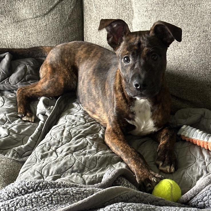 Buckeye, Adoptable, Young Male Mixed Breed.