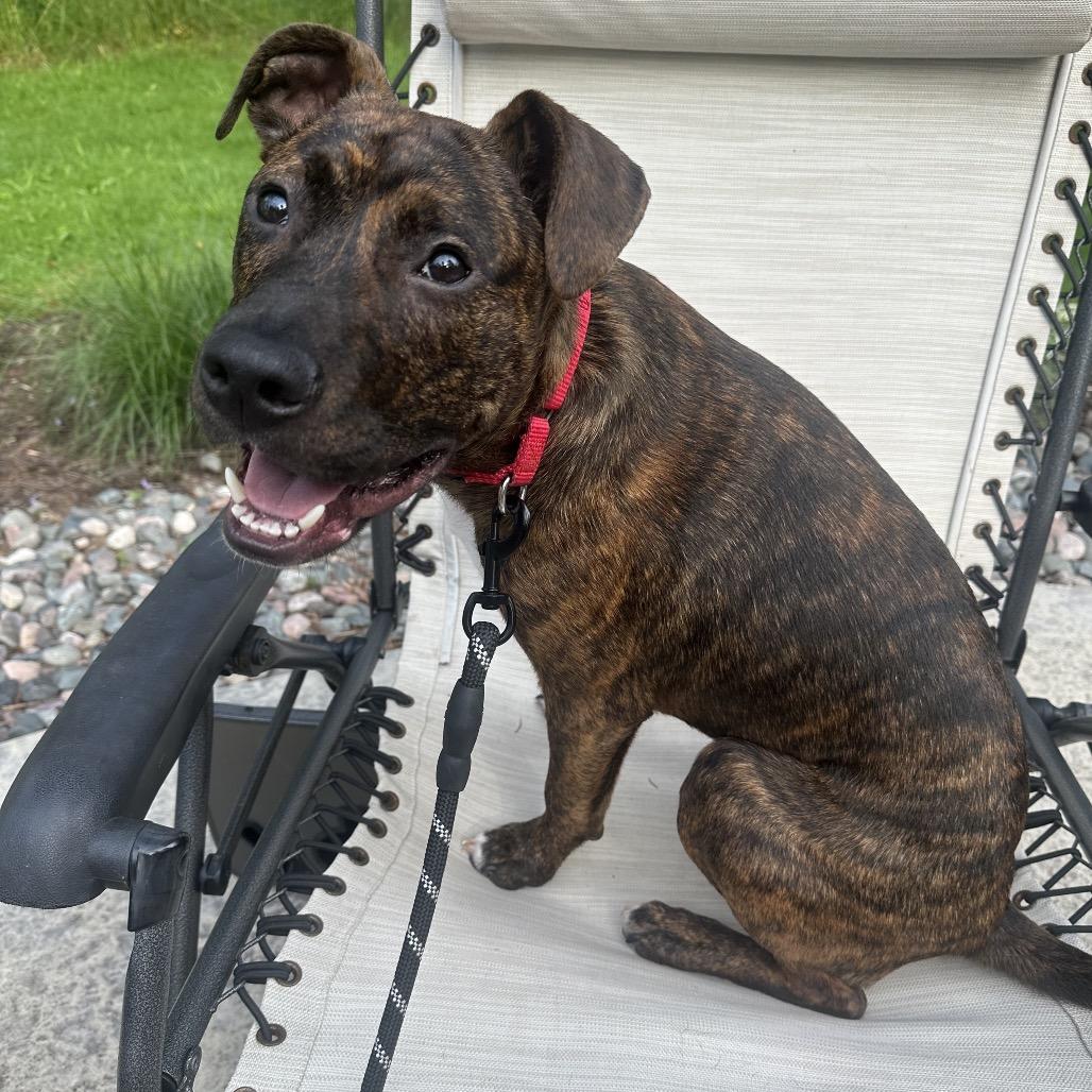 Buckeye, a Adoptable Mixed Breed in Avon, OH image 2/6