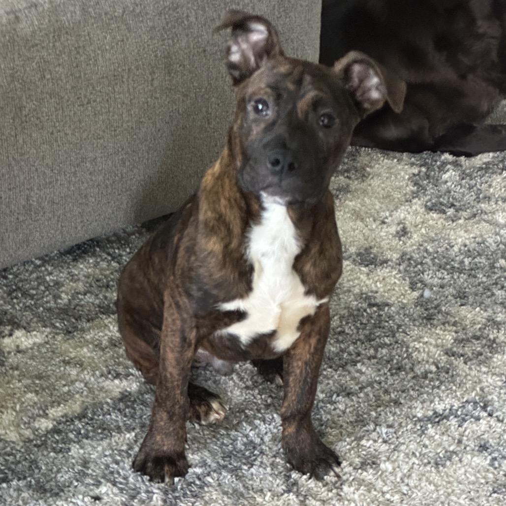 Enlarge Buckeye, a Adoptable Mixed Breed in Avon, OH image 2/6