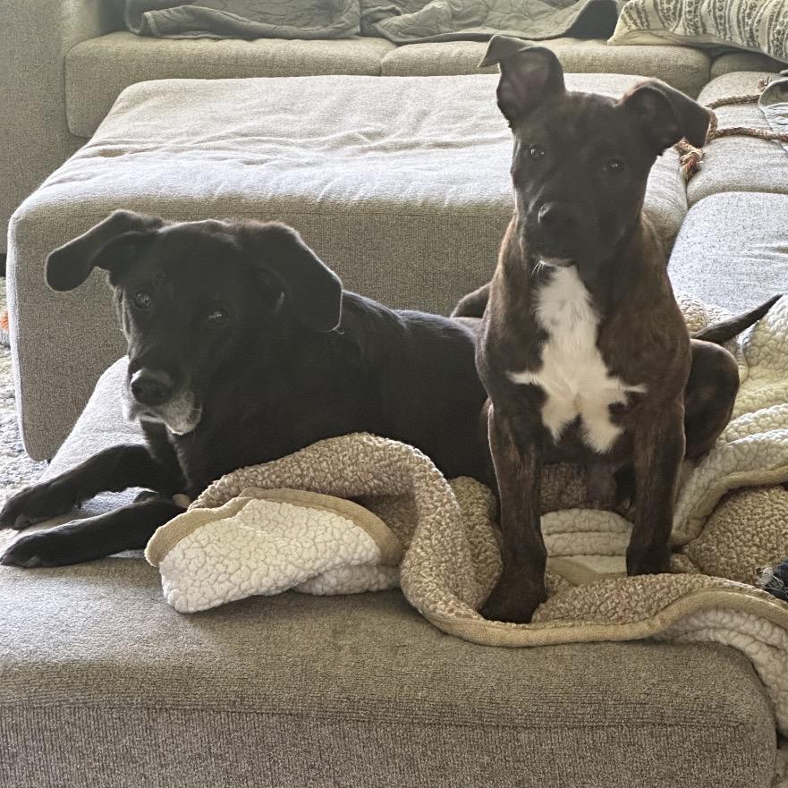 Enlarge Buckeye, a Adoptable Mixed Breed in Avon, OH image 3/6