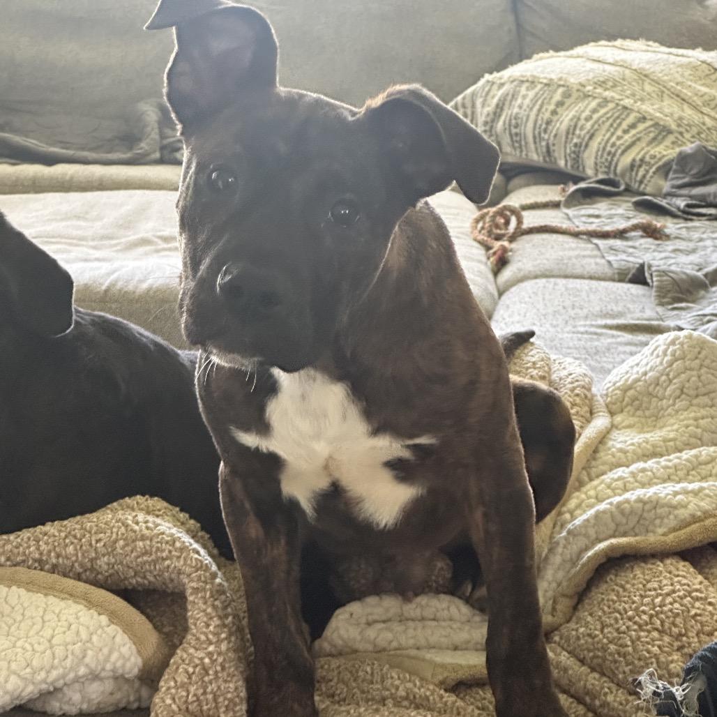 Enlarge Buckeye, a Adoptable Mixed Breed in Avon, OH image 4/6
