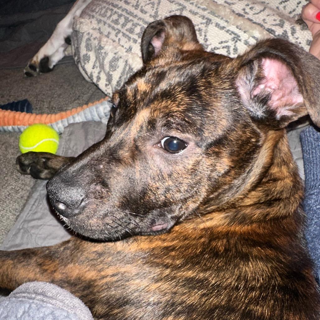 Enlarge Buckeye, a Adoptable Mixed Breed in Avon, OH image 6/6