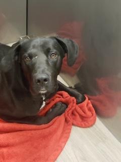 Koda, an adoptable Black Labrador Retriever Mix in Divide, CO_image-1