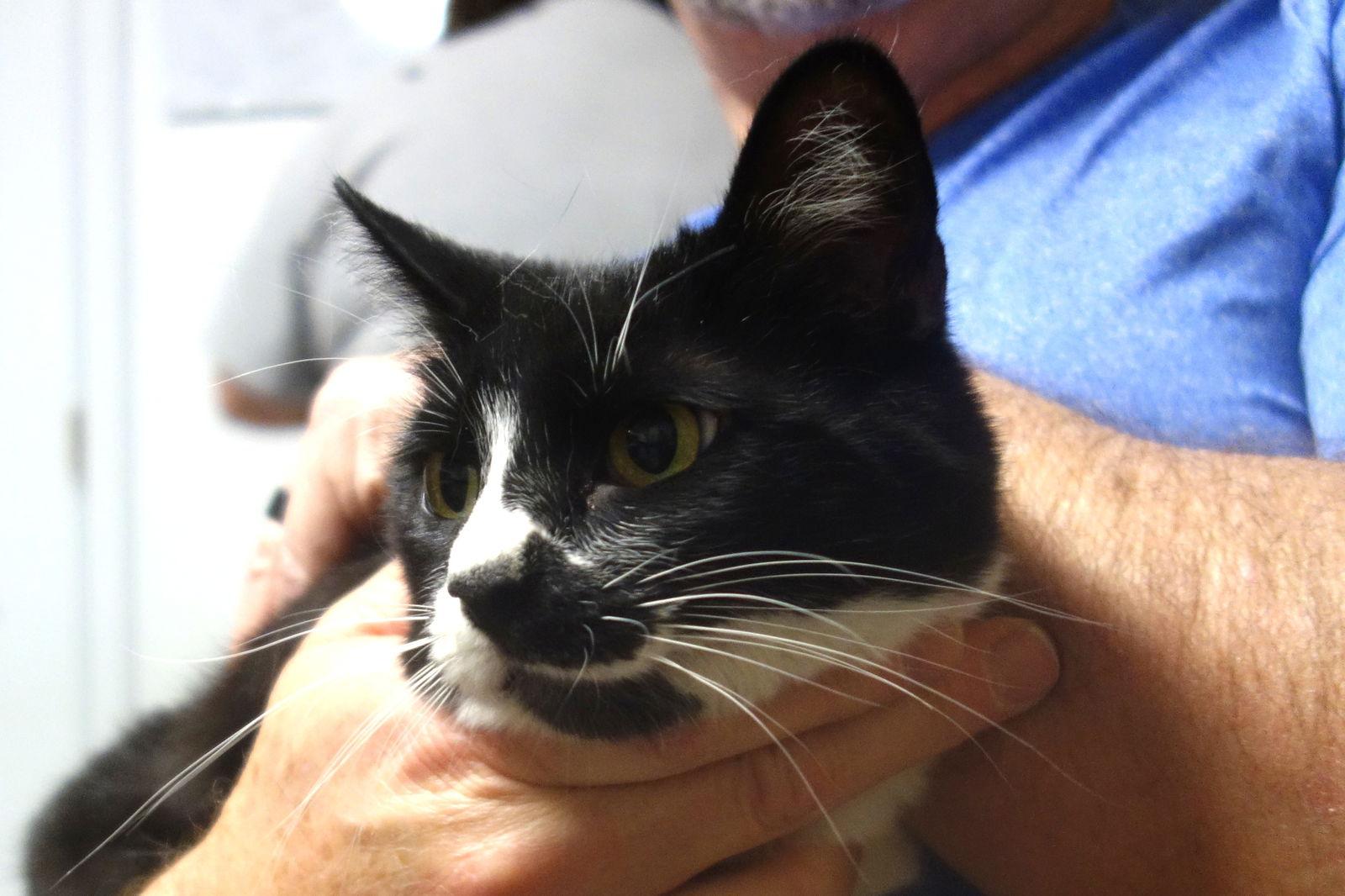 Tom Thumb, Adoptable, Adult Male Tuxedo & Domestic Short Hair.
