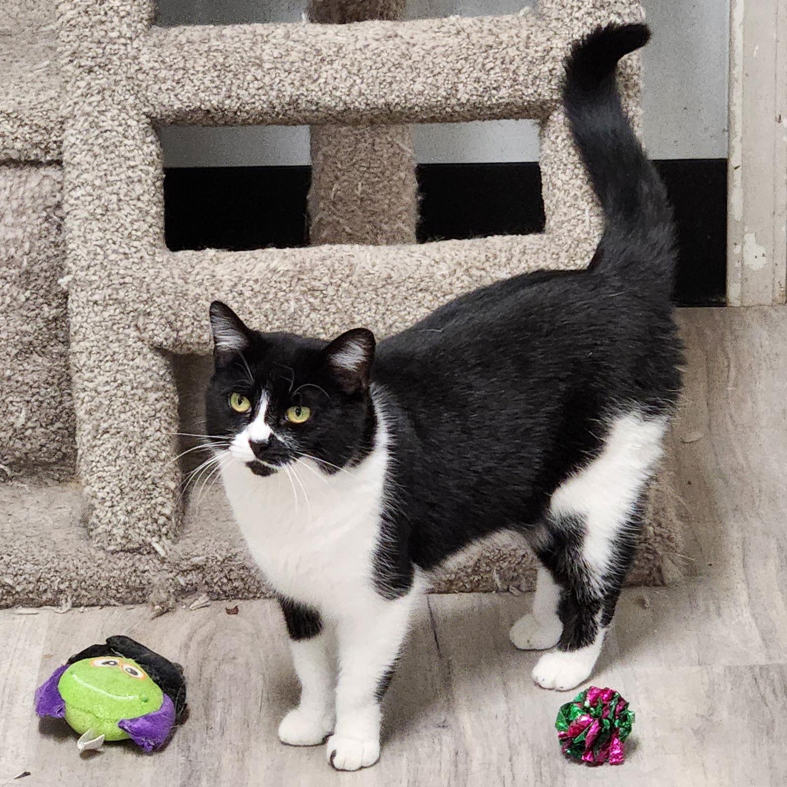 Enlarge Tom Thumb, a Adoptable mixed breed in Greenfield, IN image 1/2