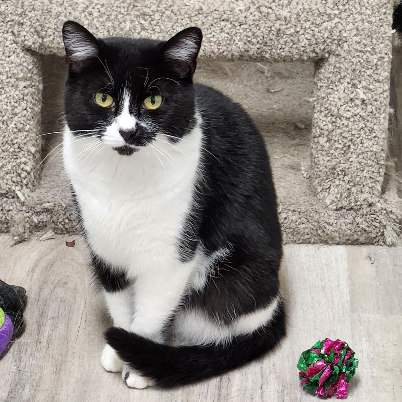 Enlarge Tom Thumb, a Adoptable mixed breed in Greenfield, IN image 2/2