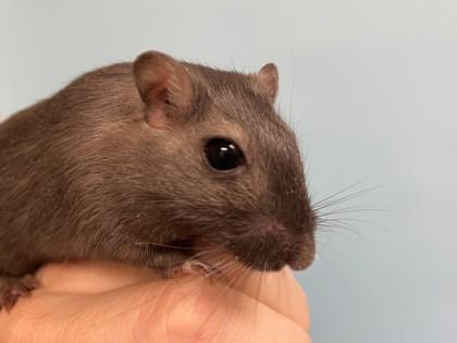 Walnut, Adoptable, Senior Male Gerbil.