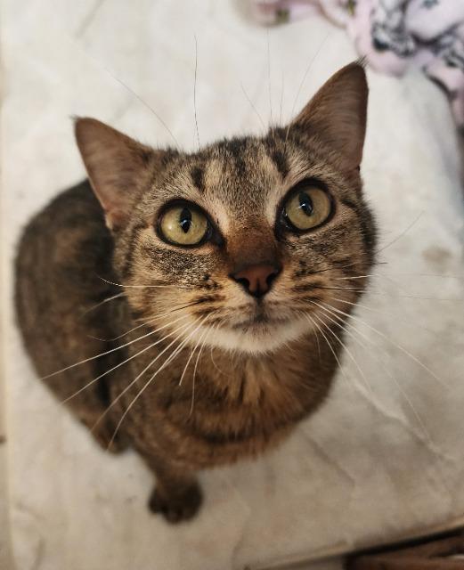 Shiara, Adopted, Adult Female Domestic Short Hair.