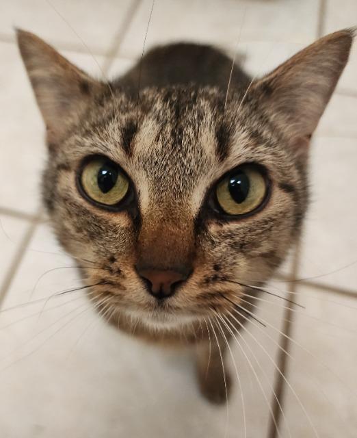 Shiara, a Adopted mixed breed in Blountville, TN image 2/3