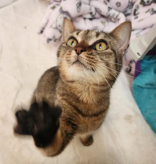 Shiara, a Adopted mixed breed in Blountville, TN image 3/3